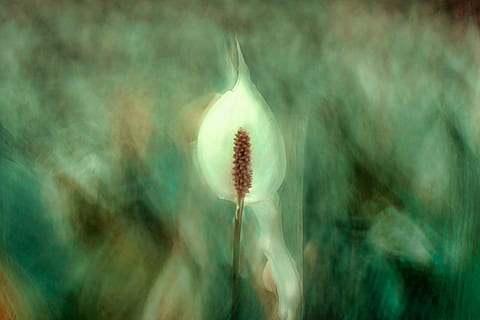 flor pétala branca, padronizar, efeito de pintura, em camadas, textura, clima atmosférico, flora, plantar, exterior, camada, desenhar efeito, verde, bokeh, vegetação, efeito oleado, natureza, tulipa, atmosférico, pétala, humor, exótico, verão, fechar-se, crescimento, origens, beleza na natureza, semente, cabeça de flor, haste, macro, ao ar livre, primavera, agricultura, amarelo, folha, flor única, ninguém, cena rural, campo, temporada, cor verde, frescura, Flor, botânica, 5K, CC0, domínio público, royalty free