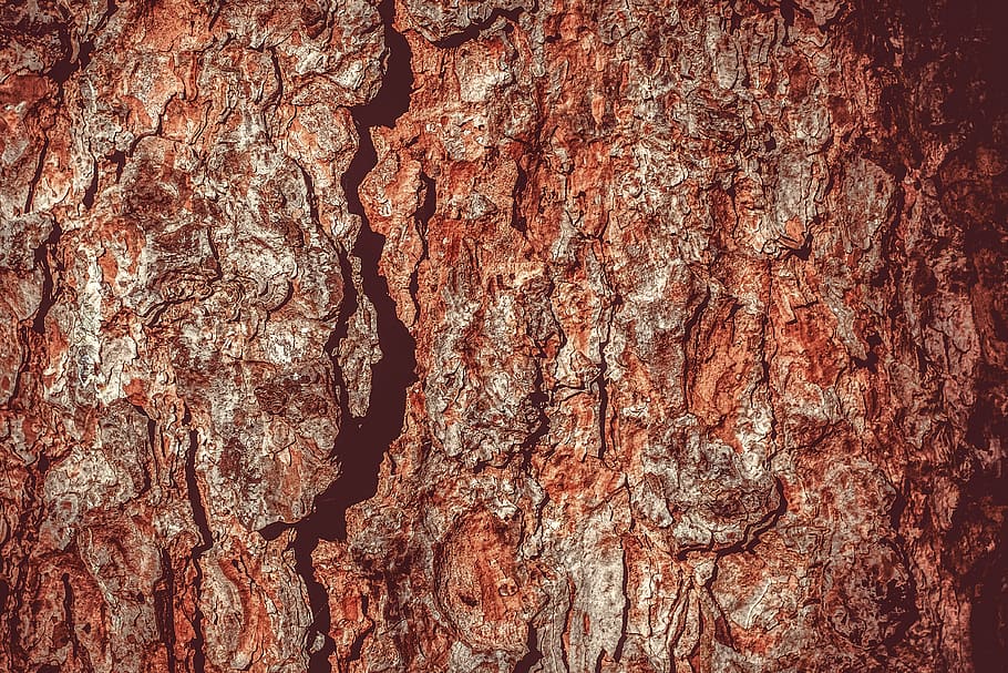 albero, corteccia di albero, ceppo, natura, tribù, legna, abbaiare, foresta, struttura, struttura in legno, modello, sfondo, fotogramma intero, sfondi, strutturato, tronco, tronco d'albero, avvicinamento, ruvido, corteccia vegetale, nessuno, legno - materiale, Marrone, pianta, modello naturale, giorno, all'aperto, effetto strutturato, condizione naturale, venatura del legno, 4K