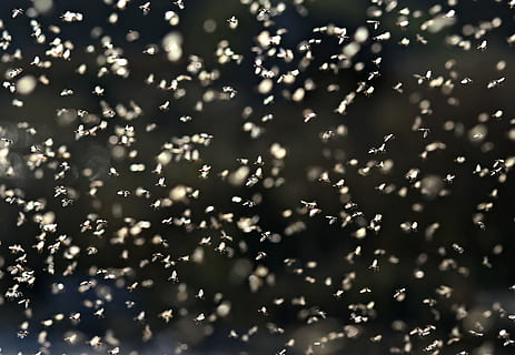 mosca, efemerida, roi, voar, insetos, asas, origens, abstrato, brilhante, desfocado, movimento, ninguém, padronizar, decoração, celebração, natureza, brilhando, movimento borrado, ouro colorido, iluminado, glitter, ao ar livre, quadro completo, forma, evento, fundos abstratos, efeito texturizado, 2K, CC0, domínio público, royalty free