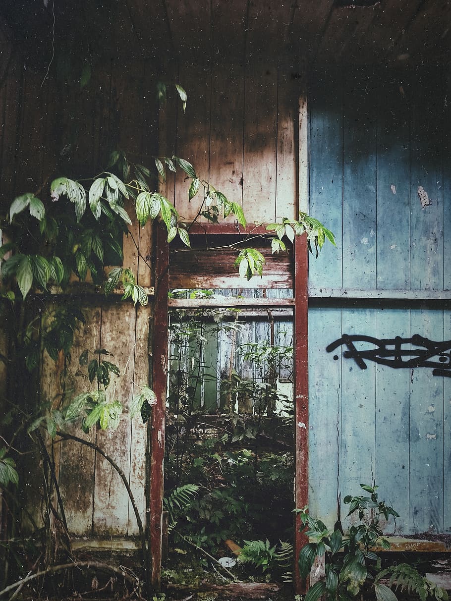 edifici abandonat, abandonat, arquitectura, trencat, edifici, decaïment, descomposició, porta, misteriós, exterior, graffiti, heura, fulles, plantes, rústic, paret, fusta, planta, cap gent, full, creixement, estructura construïda, dia, part de la planta, material de fusta, entrada, naturalesa, a l'interior, casa, vell, funció de construcció de parets, color verd, 2K