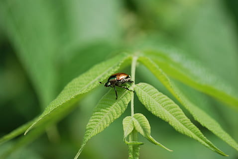 bille, blad, insekt, natur, blade, udendørs, farvestoffer, biller, leddyr, bugs, farverig, sommer, dyreliv, naturlig, hvirvelløse, dyr, plante del, dyre temaer, grøn farve, dyr i naturen, et dyr, plante, tæt på, vækst, fokus på forgrunden, ingen mennesker, skønhed i naturen, dag, selektiv fokusering, dyrefløj, lille, 4K, CC0, offentligt domæne, royaltyfrie