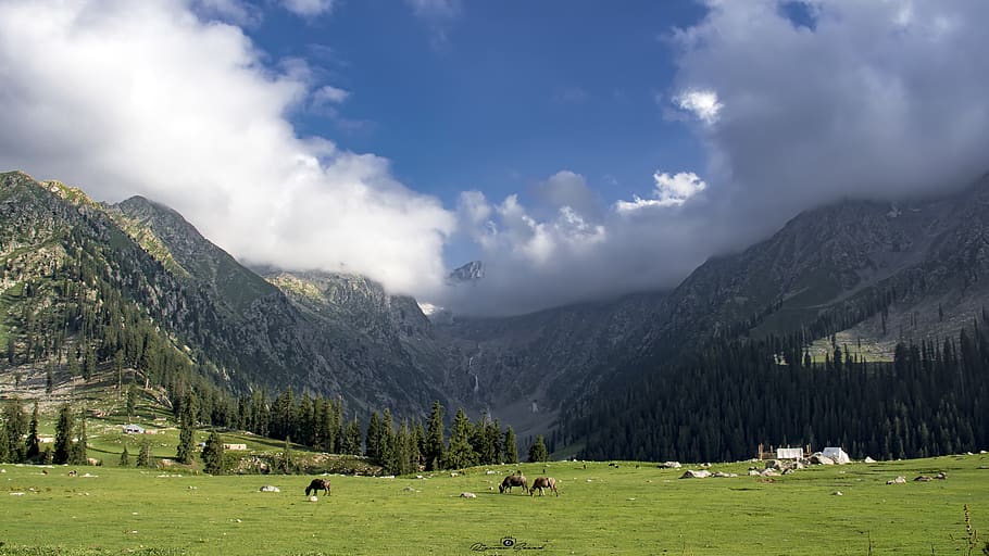 prats, upperdir, kpk, muntanya, rang, motius, verd, cel, núvols, pakistan, nikon, fotografia, paisatge, escena, naturalesa, amor, guai, bellesa, dilshadrazi, nord, arbre, muntanyes, núvol - cel, bellesa a la natura, escenics - natura, herba, medi ambient, color verd, planta, bestiar, animals domèstics, terra, animal, mamífer, grup d’animals, Serra, dia, temes d'animals, cap gent, a l'aire lliure, 5K