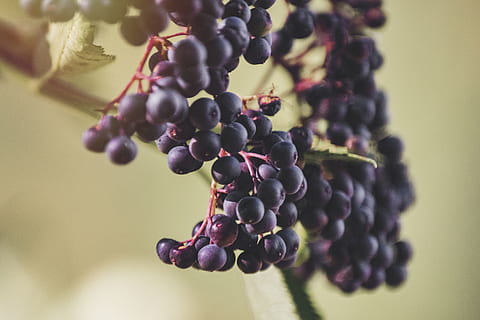 blåbær, plante, frugt, mad, vindruer, vin, blå, vandretur, bær, kirsebær, insekt, bi, dyr, hvirvelløse, rosiner, pokal, glas, korridor, spire, mad og drikke, sund kost, friskhed, vækst, tæt på, flok, natur, bærfrugt, ingen mennesker, landbrug, drue, fokus på forgrunden, sort farve, træ, moden, skønhed i naturen, afgrøde, lilla, naturlig tilstand, 5K, CC0, offentligt domæne, royaltyfrie