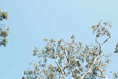 árvores de folhas verdes, flora, Flor, plantar, Flor de cerejeira, árvore, áster, ao ar livre, céu, visão de baixo ângulo, beleza na natureza, céu limpo, crescimento, ramo, dia, natureza, ninguém, azul, planta com flores, tranquilidade, frescura, fragilidade, copa de árvore, Primavera, Copa da árvore, 5K, CC0, domínio público, royalty free
