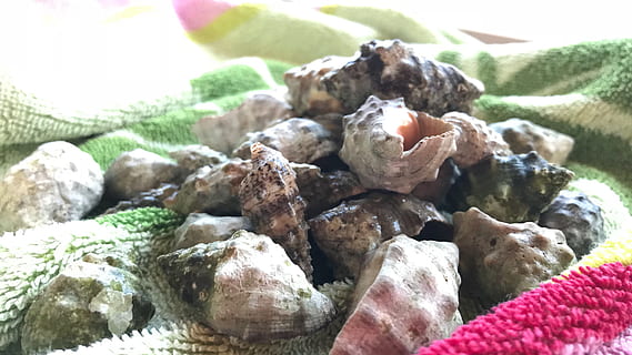 Spania, Calp, skjell, Strand, nærbilde, ingen folk, mat og Drikke, dag, stilleben, selektiv fokusering, friskhet, mat, shell, natur, dyr, stein, fokusere på forgrunnen, innendørs, dyreliv, fast, stor gruppe gjenstander, rock-objekt, dyre temaer, marine, 4K, CC0, offentlig domene, opphavsrett gratis