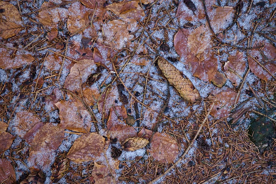 zemes, augu, lapas, koks, totengrund lüneburger heide, Vācija, akmens, sniegs, drupas, ziemā, mežs, saldēti, ārā, raksturs, ledus, naudu, monēta, dzīvnieku, kriketa kukaiņi, pilna kadra, fona, nav cilvēku, dienā, teksturēta, tuvplāns, izaugsmi, zeme, skaistums dabā, raupja, augsts leņķa skats, augu daļa, miers, modeli, brūna, rock - objekts, 4K