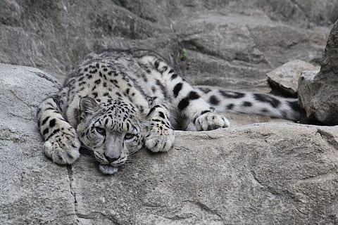 snow leopard, leopard, predator, big cat, zoo, snow leopards, animal, mammal, animal themes, animal wildlife, animals in the wild, relaxation, rock, rock - object, feline, resting, solid, lying down, one animal, no people, vertebrate, carnivora, cat, sleeping, whisker, 5K, CC0, public domain, royalty free