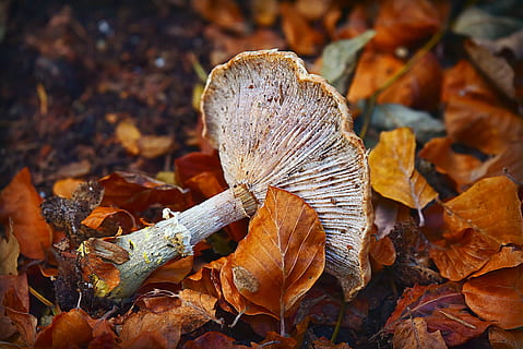 fungo, fungo velenoso, stelo, berretto, spore, crescita, biologico, umido, le foglie, autunno, stagione, foglia, parte vegetale, modificare, asciutto, natura, terra, giorno, pianta, campo, avvicinamento, nessuno, caduta, albero, vulnerabilità, fragilità, bellezza nella natura, all'aperto, Marrone, foglia di acero, condizione naturale, collezione autunnale, 4K, CC0, dominio pubblico, privo di copyright