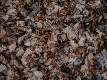 tørret brunt blad, mad, hav liv, dyr, plante, hvirvelløse, muslingeskal, musling, svamp, fisk og skaldyr, bomuld, svinekød, champignon, bacon, reje, østers, morgenmad, grøntsag, hvidløg, flok, uld, fuld ramme, baggrunde, indendørs, mønster, ingen mennesker, tekstureret, natur, tæt på, overflod, ru, direkte over, Brun, studio skud, stor gruppe af objekter, dag, mad og drikke, solid, ekstrem nærbillede, ren, 8K, CC0, offentligt domæne, royaltyfrie