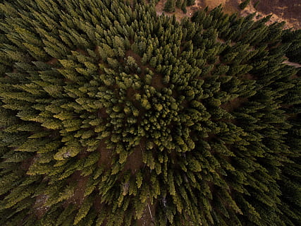 aérien, vue, pin, des arbres, les plantes, forêt, la nature, plein cadre, croissance, fermer, personne, arrière-plans, couleur verte, plante, texturé, beauté dans la nature, journée, modèle, arbre, nature morte, motif naturel, en plein air, vue grand angle, fraîcheur, super gros-plan, tranquillité, conifère, écosystème, 4K, CC0, domaine public, libre de droits