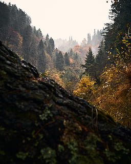 pohon hijau, pohon, menanam, Abies, pohon cemara, konifer, sosan, kalgha, India, alam, di luar rumah, cuaca, pinus, merapikan, kabut, pemandangan, larch, gunung, baskom, keindahan di alam, ketenangan, hutan, hari, tanah, tidak ada orang, langit, adegan yang tenang, pertumbuhan, musim gugur, scenics - alam, perubahan, adegan non-urban, batu, lingkungan Hidup, jatuh, 4K, CC0, domain publik, bebas royalti