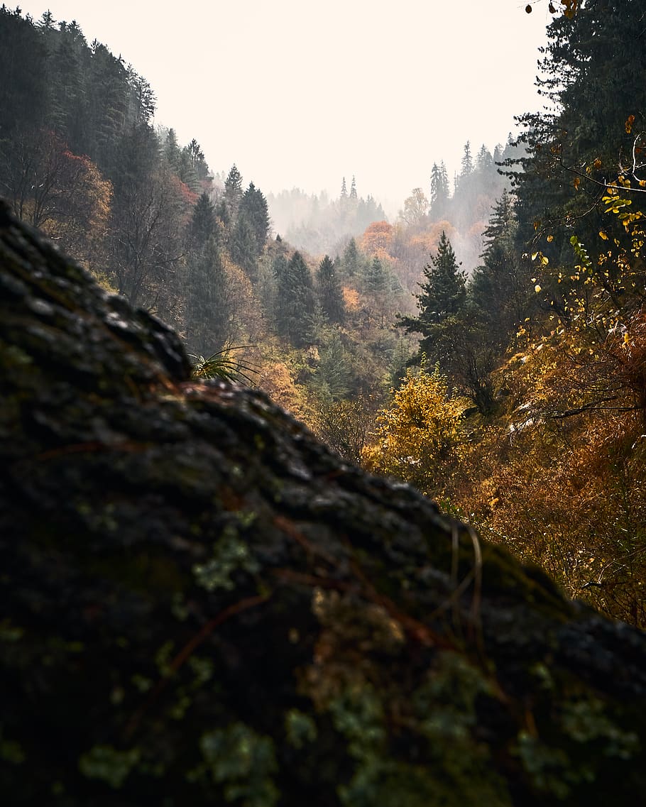 arbres verds, arbre, planta, abies, avet, conífera, sosan, kalgha, Índia, naturalesa, a l'aire lliure, temps, pi, picea, boira, paisatge, làrix, muntanya, Conca, bellesa a la natura, tranquil·litat, bosc, dia, terra, cap gent, cel, escena tranquil·la, creixement, tardor, escenics - natura, canvi, escena no urbana, rock, medi ambient, caure, 4K