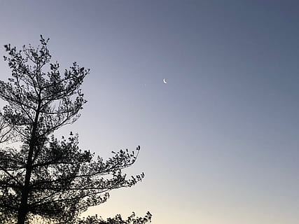 inverno, céu, árvore, lua, estrelas, natureza, ao ar livre, urbano, lado de fora, azul, manhã, plantar, visão de baixo ângulo, beleza na natureza, tranquilidade, scenics - natureza, ninguém, espaço, cena tranquila, astronomia, céu limpo, crescente, ramo, crescimento, copie o espaço, lua planetária, espaço e astronomia, 4K, CC0, domínio público, royalty free