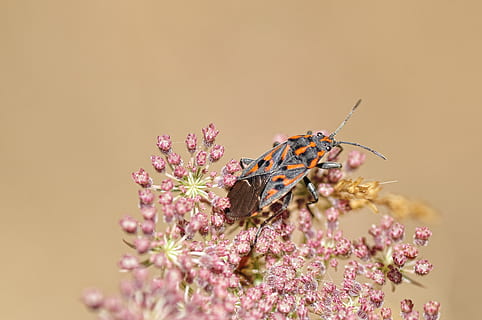 negru, gri, portocale, reduviidae, gândac, a inflori, inflori, floră, flori, insectă, floare, planta cu flori, animal, animale tematice, frumusețe în natură, plantă, vulnerabilitate, fragilitate, a închide, nevertebrat, animale sălbatice, prospeţime, natură, nici o persoana, culoarea roz, spațiu copie, petală, selectiv, un animal, cap de floare, animal aripă, în aer liber, mărire, starea naturala, aranjament floral, paralel, 4K, CC0, domeniu public, fără drepturi de autor