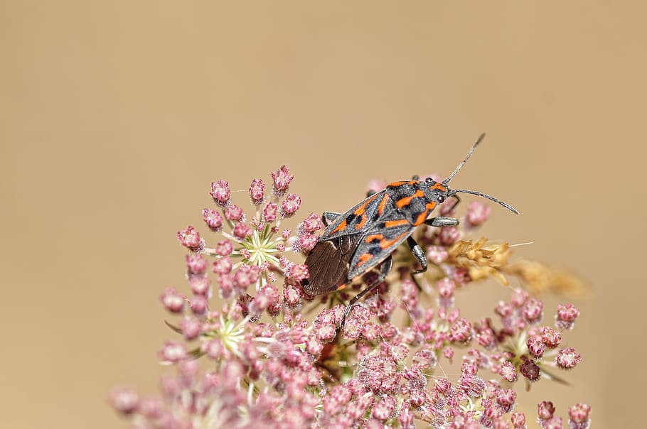negre, gris, taronja, reduviidae, escarabat, florir, flor, error, flora, flors, insecte, planta amb flors, animal, temes d'animals, bellesa a la natura, planta, vulnerabilitat, fragilitat, primer pla, invertebrat, fauna animal, frescor, naturalesa, cap gent, color rosa, còpia espai, pètal, enfocament selectiu, un animal, cap de flor, ala dels animals, a l'aire lliure, ampliació, condició natural, arranjament floral, paral·lel, 4K