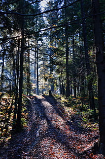 sin pavimentar, la carretera, verde, arboles, tiempo de día, bosque, naturaleza, camino, árbol, planta, tierra, el camino a seguir, dirección, tranquilidad, escena tranquila, crecimiento, nadie, belleza en la naturaleza, sendero, el maletero, día, tronco de arbol, otoño, escena no urbana, perspectiva decreciente, al aire libre, cambio, largo, 4K, CC0, dominio público, libre de derechos