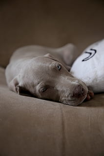 chien, mensonge, canapé, canin, animal, mammifère, animal de compagnie, doigt, en train de dormir, endormi, meubles, aiguille, labrador retriever, chiot, mannier, chat, nouveau née, bébé, pitbull, bouledogue, relaxation, un animal, animaux domestiques, national, thèmes animaux, à l'intérieur, allongé, repos, fermer, personne, mise au point sélective, vertébré, yeux fermés, lit, tête d'animal, weimaraner, faire la sieste, 5K, CC0, domaine public, libre de droits