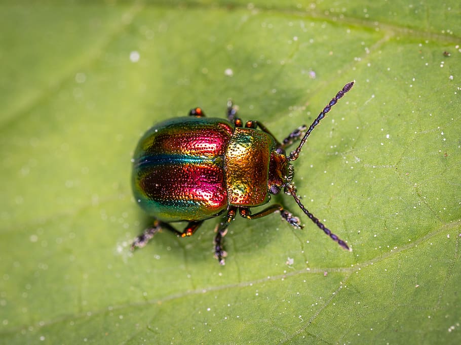 escarabat, verd, full, error, insecte, poc, temes d'animals, un animal, animal, invertebrat, fauna animal, color verd, animals a la natura, part de la planta, primer pla, cap gent, naturalesa, part del cos dels animals, dia, enfocament selectiu, a l'aire lliure, centrar-se en primer pla, artròpode, cames d’animal, 2K