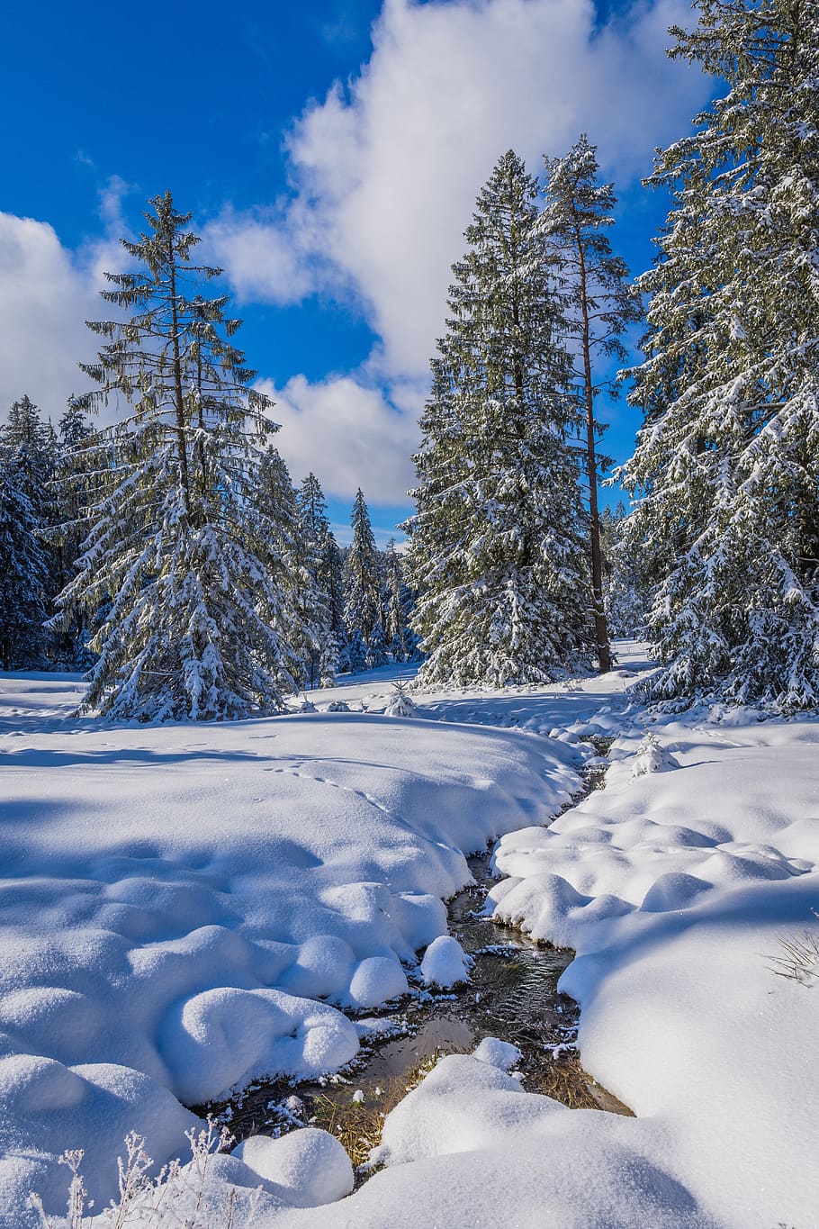sne, vinter, kold, is, natur, sort skov, vand, smuk, frost, matteret, kold temperatur, træ, skønhed i naturen, plante, himmel, ro, dækker, rolig scene, sky - himmel, ingen mennesker, scenics - natur, hvid farve, dag, Frosset, ikke-urbane scene, jord, nåletræ, pulver sne, 5K