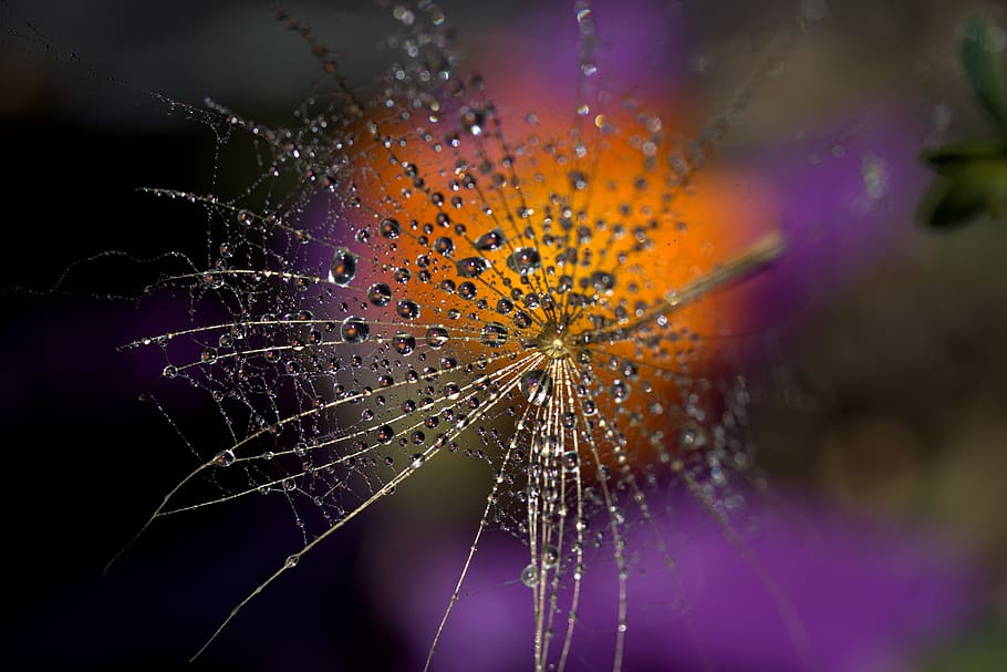 selettivo, fotografia a fuoco, rugiada, gocce, pianta, sfocatura, avvicinamento, Guazza, messa a fuoco, macro, ragnatela, goccia d'acqua, gocce d'acqua, web, fragilità, vulnerabilità, acqua, far cadere, bellezza nella natura, natura, nessuno, fiore, pianta fiorita, bagnato, concentrarsi sulle conoscenze acquisite, freschezza, modello naturale, all'aperto, viola, astratto, pioggia, goccia di pioggia, testa di fiore, morbidezza, complessità, 5K