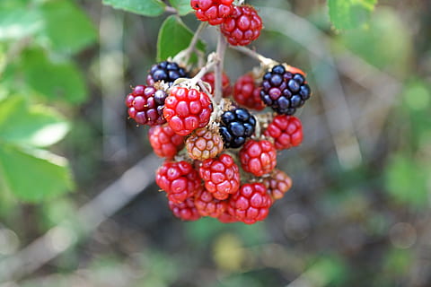 lampone, albero, natura, frutta, delizioso, dolce, aspro, rosso, rosa, cespuglio, estate, autunno, raccogliere, blu, bacca, mirtillo, foresta, succo, frullato, mangiare sano, cibo, cibo e bevande, frutti di bosco, freschezza, crescita, giorno, benessere, concentrarsi sulle conoscenze acquisite, avvicinamento, pianta, nessuno, foglia, parte vegetale, mora, mora - frutta, all'aperto, maturo, sorbe, 5K, CC0, dominio pubblico, privo di copyright