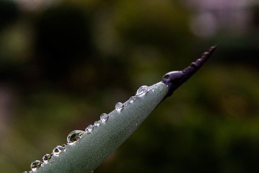 Regen, Regentropfen, fallen, Geschichte, Natur, Grün, Makro, Nahansicht, Pflanze, Adlerfarn, Farn, Wald, Tau, Wassertropfen, Wasser, Tröpfchen, Winter, regnerisch, Bürgersteig, Sturm, Fokus auf den Vordergrund, keine Leute, nass, grüne Farbe, Wachstum, Scharf, Tag, draußen, Schönheit in der Natur, selektiver Fokus, Dorn, Tierwelt, Tierthemen, Reinheit, 5K
