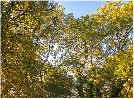 UK, gloucester, arbres, arbre, planta, creixement, bellesa a la natura, bosc, vista d’angle baix, tardor, tranquil·litat, terra, dia, naturalesa, cap gent, escenics - natura, a l'aire lliure, escena tranquil·la, color verd, branca, cel, canvi, escena no urbana, copa de l'arbre, 5K, CC0, domini públic, lliure de regalies