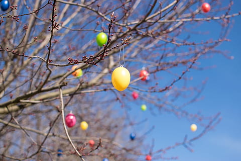 Pasqua, ous, arbre, cel, branca, planta, vista d’angle baix, cap gent, naturalesa, dia, arbre nu, centrar-se en primer pla, celebració, menjar, a l'aire lliure, ou, enfocament selectiu, blau, menjar i beguda, fruita, 5K, CC0, domini públic, lliure de regalies