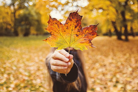 girl, hand, holding, leaf, autumn, plant part, human hand, human body part, nature, change, tree, one person, day, focus on foreground, maple leaf, close-up, unrecognizable person, outdoors, plant, leisure activity, body part, finger, leaves, obscured face, 5K