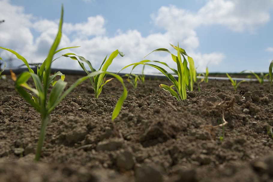 Mais, Feld, Wolken, Erde, Landwirtschaft, Wachstum, Pflanze, grüne Farbe, Anfänge, Natur, Land, selektiver Fokus, Pflanzenteil, Sämling, Blatt, neues Leben, Schmutz, Schönheit in der Natur, Landschaft, Tag, Ernte, Bauernhof, Verletzlichkeit, keine Leute, draußen, Oberflächenniveau, Gartenarbeit, Pflanzen, Plantage, 4K