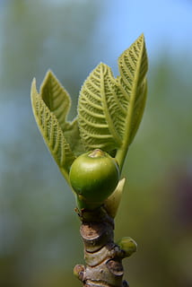 fig, figuera, fruita, mediterrani, fulles, naturalesa, primavera, verd, naixement, creixement, color verd, planta, primer pla, centrar-se en primer pla, cap gent, bellesa a la natura, dia, full, part de la planta, a l'aire lliure, inicis, frescor, brot, nova vida, enfocament selectiu, fragilitat, tranquil·litat, flor, 4K, CC0, domini públic, lliure de regalies