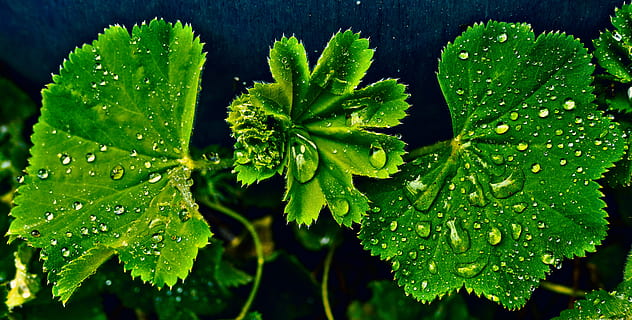 leaf, drip, wet, raindrop, drop of water, avens, geum rivale, roses, rosaceae, plant, shrub, nature, rain, green, moisture, close up, beads, plant part, green color, growth, water, close-up, drop, beauty in nature, freshness, no people, day, outdoors, botany, food and drink, high angle view, focus on foreground, leaves, dew, purity, 5K, CC0, public domain, royalty free