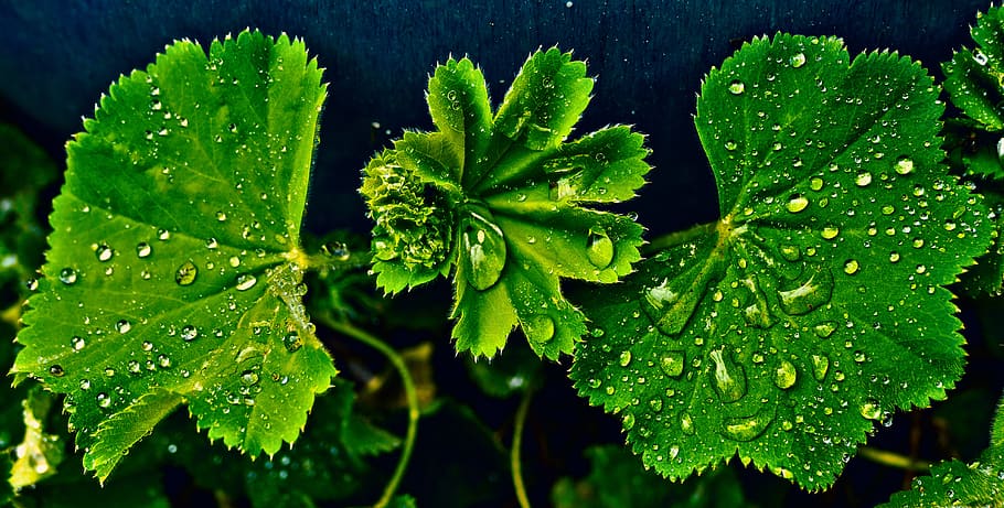 full, degoteig, humit, gota de pluja, gota d’aigua, Avens, geum rivale, roses, rosàcies, planta, arbust, naturalesa, pluja, verd, humitat, primer pla, comptes, part de la planta, color verd, creixement, aigua, tirar, bellesa a la natura, frescor, cap gent, dia, a l'aire lliure, botànica, menjar i beguda, vista d’angle alt, centrar-se en primer pla, fulles, rosada, puresa, 5K