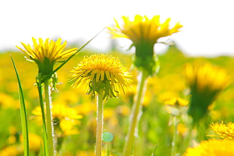 fona, zieds, gaišs, krāsains, pienene, vidi, jomā, ziedi, zāli, zaļa, zeme, raksturs, āra, augu, pavasarī, vasarā, saules gaisma, dinamiskas, wildflowers, dzeltens, ziedēšanas augs, svaigumu, skaistums dabā, nestabilitāte, izaugsmi, neaizsargātību, tuvplāns, ziedu galva, selektīvu fokusu, nav cilvēku, ziedkopas, zaļā krāsa, ārā, piesātināta krāsa, 720P, CC0, publiskais domēns, bez atlīdzības