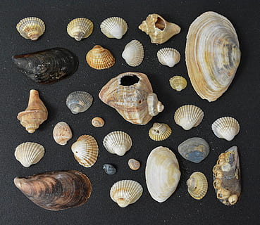 shell tekstur, Shel, struktur, sommer, strand, mcraftpix, ø, rejse, årgang, gammel, original, skal, muslingeskal, stilleben, dyreskal, ingen mennesker, stor gruppe af objekter, direkte over, indendørs, variation, dyreliv, valg, høj vinkel visning, dyr, mad, kollektion, bord, mad og drikke, gruppe af objekter, tæt på, overflod, 720P, CC0, offentligt domæne, royaltyfrie
