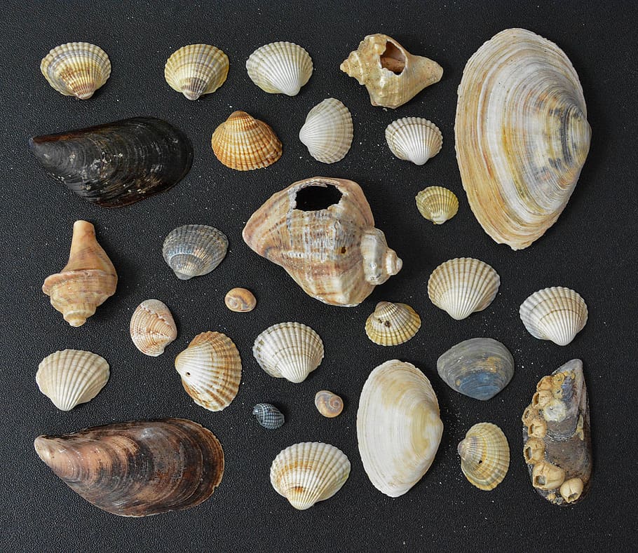 textura de petxina, shel, textura, estiu, platja, mcraftpix, illa, viatjar, vintage, vell, original, shell, petxina de mar, natura morta, closca d’animals, cap gent, gran grup d'objectes, directament a sobre, a l'interior, variació, fauna animal, elecció, vista d’angle alt, animal, menjar, col · lecció, taula, menjar i beguda, grup d'objectes, primer pla, abundància, 720P