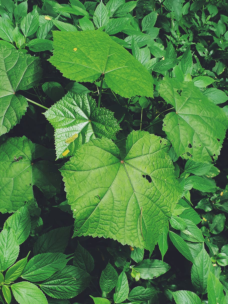 India, surat, foglia, parte vegetale, colore verde, pianta, crescita, natura, bellezza nella natura, giorno, nessuno, le foglie, avvicinamento, vista dall'alto, fotogramma intero, vena fogliare, sfondi, all'aperto, la tranquillità, campo, modello naturale, terra, 4K