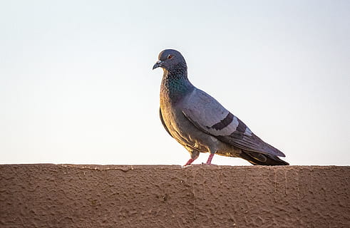 piccione grigio, uccello, animale, India, Piccione, Gandhinagar, colomba, becco, animale domestico, occhi, Ali, fringuello, merlo, Agelaius, terra, accipiter, mattone, fiorire, pianta, fiore, geranio, temi animali, vertebrato, un animale, fauna selvatica, animali allo stato selvatico, appollaiati, colomba - uccello, giorno, parete, muro di contenimento, nessuno, natura, lunghezza intera, all'aperto, analizzare, cercare, guardare, caratteristica della parete, colomba del lutto, 4K, CC0, dominio pubblico, privo di copyright
