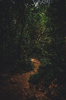 foto, Camí, bosc, medi ambient, naturalesa, arbres, boscos, arbre, planta, terra, creixement, tranquil·litat, bellesa a la natura, cap gent, direcció, el camí a seguir, dia, a l'aire lliure, escena tranquil·la, sendera, escenics - natura, escena no urbana, llum solar, desert, ruta, 5K, CC0, domini públic, lliure de regalies