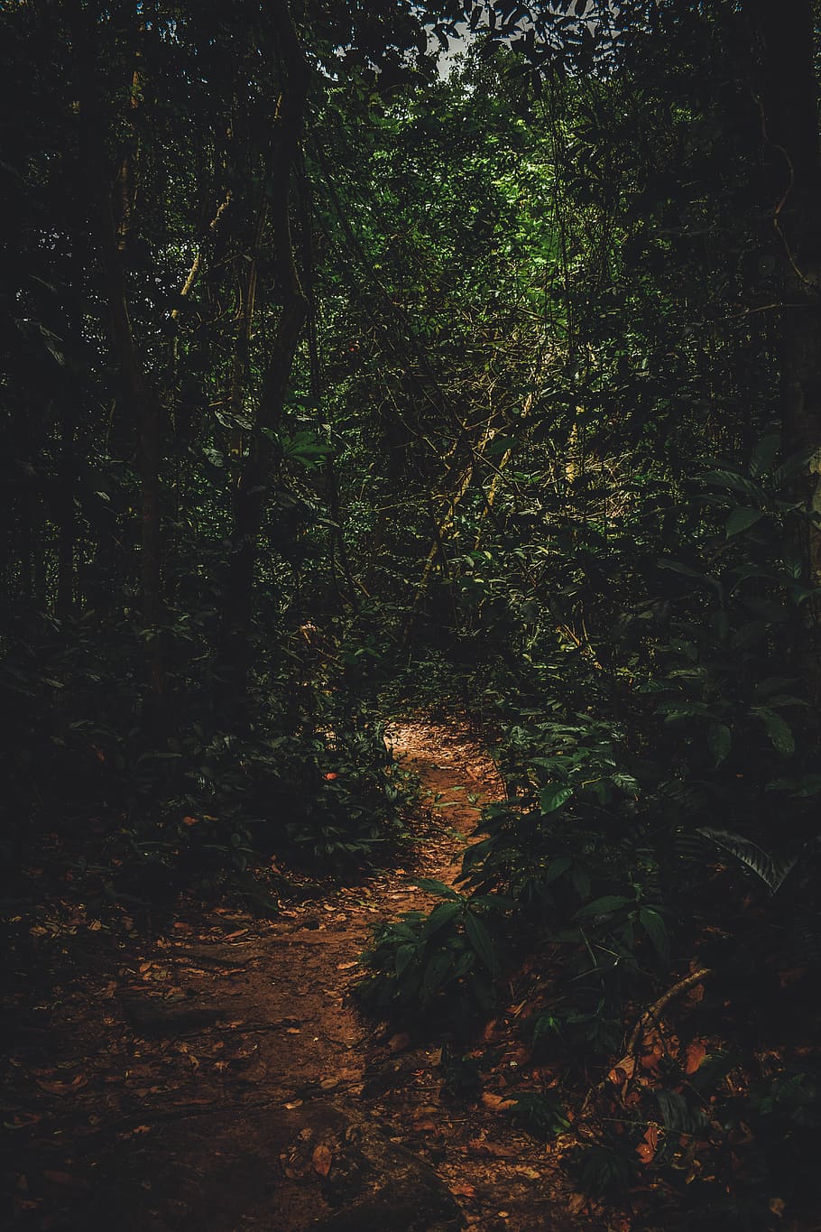 foto, Camí, bosc, medi ambient, naturalesa, arbres, boscos, arbre, planta, terra, creixement, tranquil·litat, bellesa a la natura, cap gent, direcció, el camí a seguir, dia, a l'aire lliure, escena tranquil·la, sendera, escenics - natura, escena no urbana, llum solar, desert, ruta, 5K