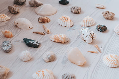 sortierte Muschellos, Wahl, Variation, Lebensmittel, Essen und Trinken, drinnen, Schale, Muschel, große gruppe von gegenständen, Tierhülle, keine Leute, Tier, Tierwelt, Frische, Stillleben, High Angle View, Nahansicht, Sammlung, selektiver Fokus, Studioaufnahme, wirbellos, französisches Essen, 5K, CC0, gemeinfrei, lizenzfrei
