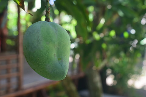 Mango, foglia, verde, frutta, le foglie, naturale, pianta, salutare, biologico, albero, tropicale, all'aperto, ambiente, colore verde, mangiare sano, cibo, cibo e bevande, freschezza, crescita, concentrarsi sulle conoscenze acquisite, avvicinamento, nessuno, giorno, natura, benessere, bellezza nella natura, ramo, luce del sole, maturo, 5K, CC0, dominio pubblico, privo di copyright