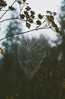 edderkoppespind, skrøbelighed, sårbarhed, fokus på forgrunden, tæt på, plante, ingen mennesker, dag, træ, natur, skønhed i naturen, udendørs, dyr, mønster, dyre temaer, kompleksitet, afdeling, vækst, edderkop, forviklinger, 5K, CC0, offentligt domæne, royaltyfrie