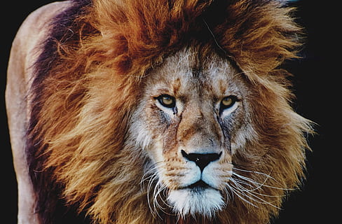 leu, animal, fotografie de animale, pisica mare, cap, mamifer, prădător, Safari, animal salbatic, pisica sălbatică, animale sălbatice, grădină zoologică, felin, pisică, animale tematice, un animal, leu - felina, animale în sălbăticie, portret, animale vertebrate, a închide, Carnivora, privind camera, partea corpului animalului, nici o persoana, cap de animal, să se concentreze asupra primelor elemente, in cautarea, Fundal negru, mustăţi, 4K, CC0, domeniu public, fără drepturi de autor