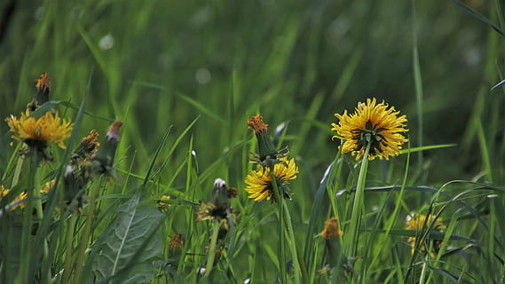 verde, prado dandelion, Primavera, grama, plantas selvagens, a frescura, nas sombras, no tribunal de, jardim, o idilio, áreas rurais, no Jardim, floresta de plantas, dente de leão, Prado, campo, flores silvestres, crescer, registro, flor, planta com flores, plantar, crescimento, fragilidade, beleza na natureza, frescura, vulnerabilidade, cabeça de flor, amarelo, pétala, cor verde, fechar-se, natureza, inflorescência, terra, ninguém, dia, focar em primeiro plano, ao ar livre, pólen, polinização, 5K, CC0, domínio público, royalty free