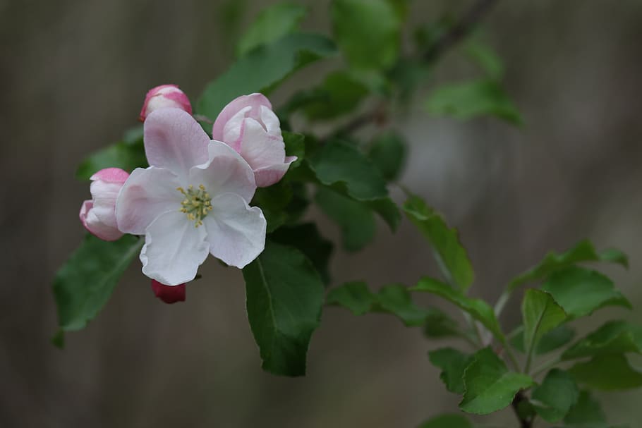 flors, blanc, casey, arbre, primavera, bonic, pètals, florint, flor, planta amb flors, planta, bellesa a la natura, vulnerabilitat, fragilitat, frescor, creixement, pètal, color rosa, primer pla, inflorescència, full, part de la planta, cap de flor, naturalesa, centrar-se en primer pla, cap gent, dia, Color blanc, a l'aire lliure, pol·len, 5K