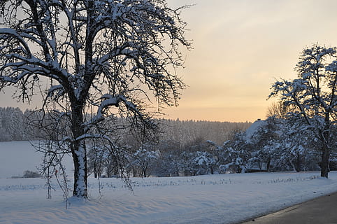 Sonnenuntergang, Baum, winterlich, schwarzer Wald, Winter, Pflanze, Schnee, kalte Temperatur, Himmel, Schönheit in der Natur, kahler Baum, Ruhe, Szenen - Natur, keine Leute, Natur, ruhige Szene, Ast, Feld, Abdeckung, Land, Kofferraum, 4K, CC0, gemeinfrei, lizenzfrei