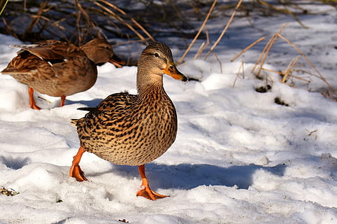 and, gråand, sne, vinter, kold, farverig, vand fugl, and-fugl, natur, væsen, kvindelig mandarin, regning, kvinde, tæt på, fugl, dyre temaer, dyr, dyreliv, kold temperatur, dyr i naturen, hvirveldyr, ingen mennesker, fjerkræ, jord, fuld længde, gruppe af dyr, dag, Mark, 2K, CC0, offentligt domæne, royaltyfrie