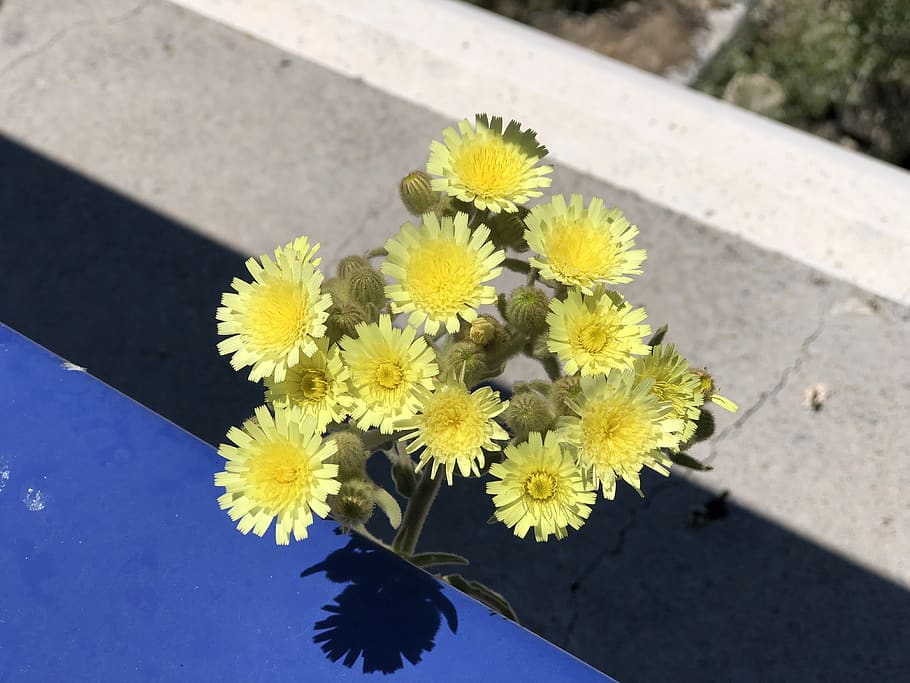 Gelb, Blume, blühende Pflanze, Pflanze, Zerbrechlichkeit, Natur, Frische, Verletzlichkeit, High Angle View, Blütenblatt, Schönheit in der Natur, Blütenkopf, Tag, Nahansicht, Blütenstand, Wachstum, Sonnenlicht, Straße, draußen, keine Leute, Blumenschmuck, Blumenstrauß, Strauß, 4K
