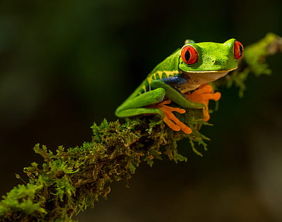 granota verda, animal, rèptil, llangardaix, granota, vida salvatge, amfibi, verd, Costa Rica, vermell, ull, insecte, insecte de cricket, invertebrat, llangardaix verd, gecko, planta, molsa, mamífer, algues, temes d'animals, un animal, animals a la natura, fauna animal, vertebrats, color verd, primer pla, cap gent, naturalesa, arbre, centrar-se en primer pla, a l'aire lliure, branca, dia, vista lateral, 2K, CC0, domini públic, lliure de regalies
